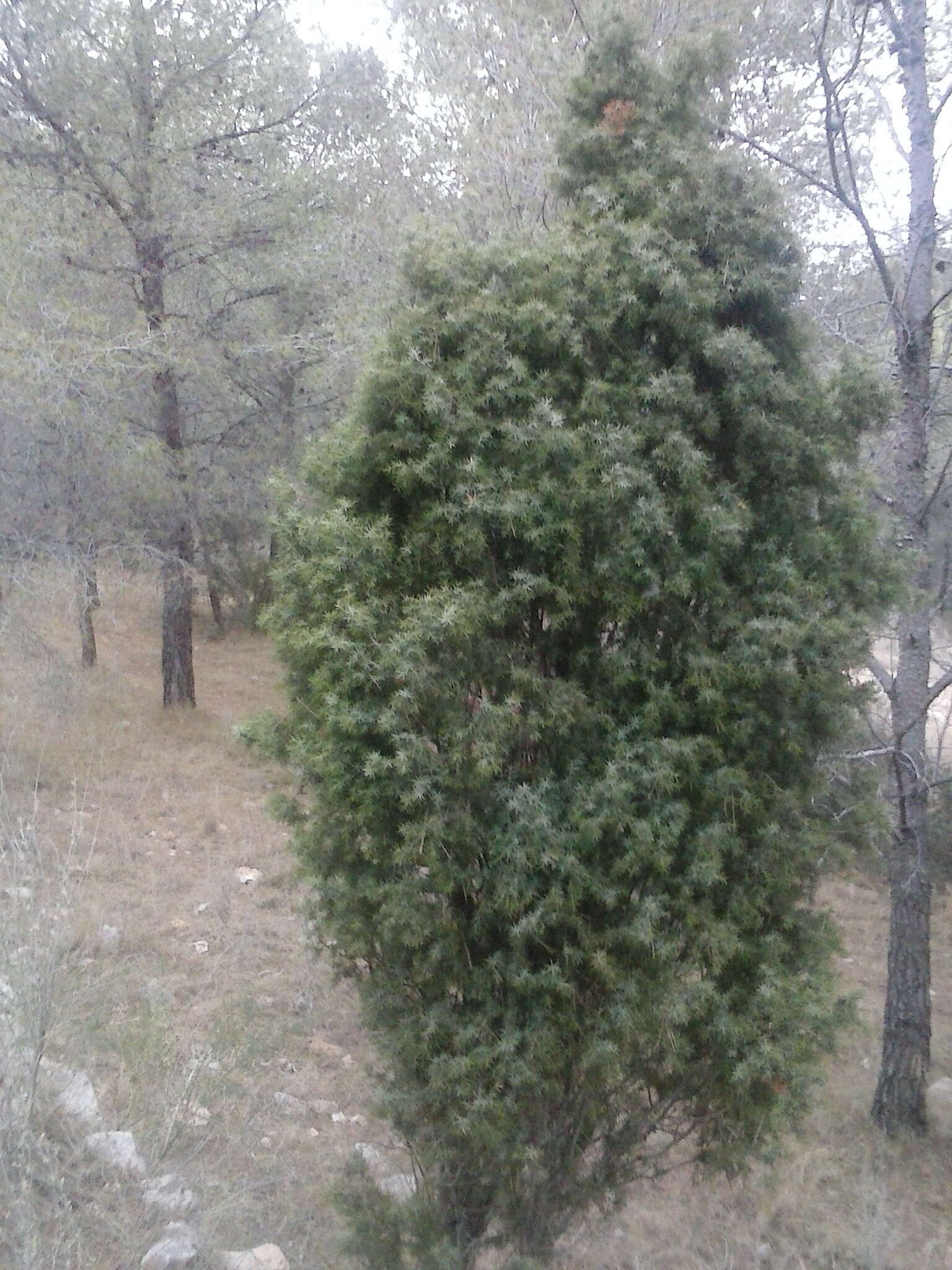 Imagem de Juniperus oxycedrus subsp. oxycedrus