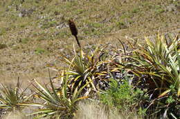 Image of Puya stipitata L. B. Sm.