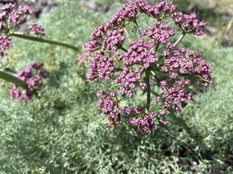 Imagem de Lomatium columbianum Mathias & Constance