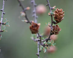 Image of American Larch