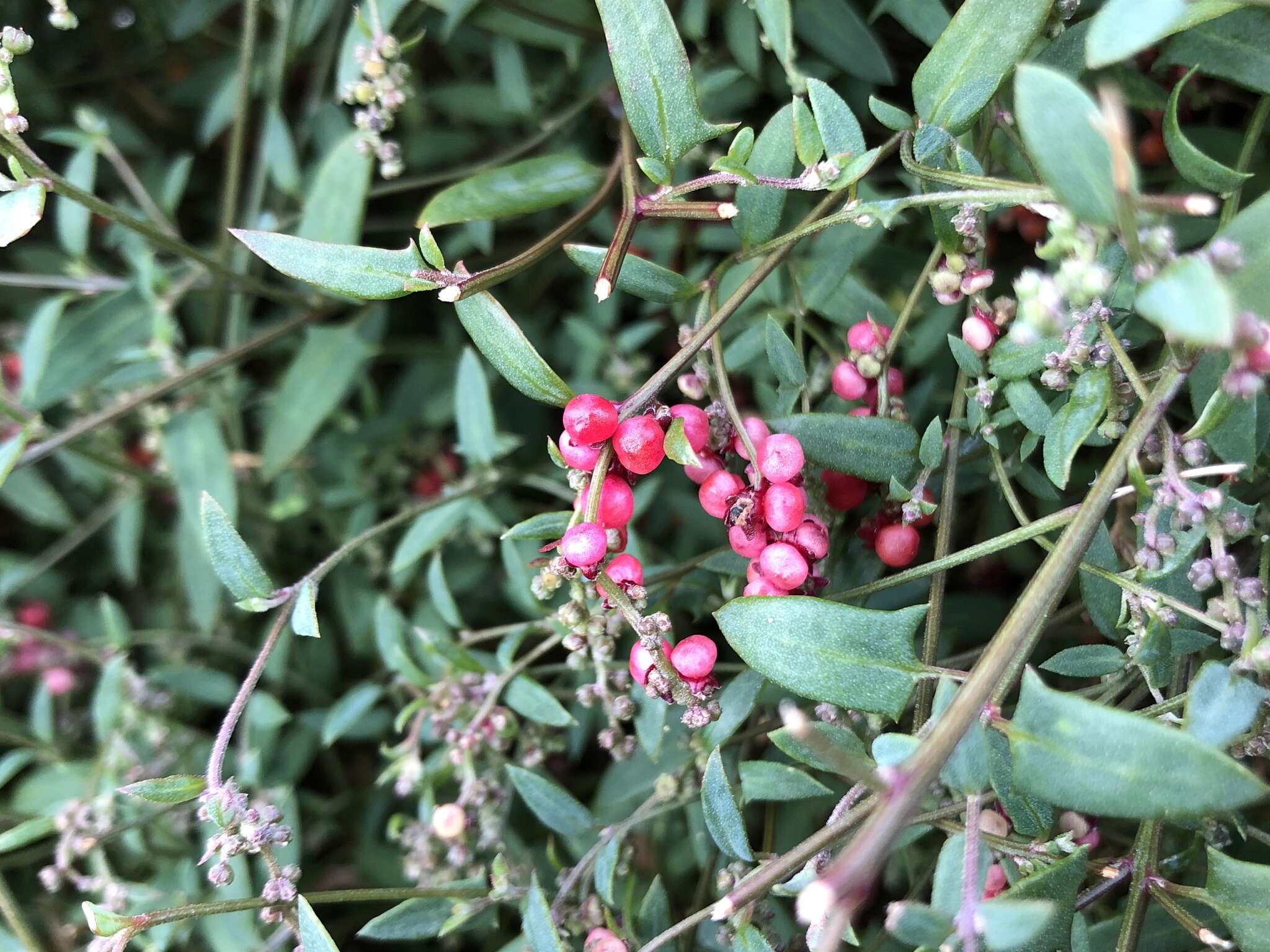 Plancia ëd Chenopodium nutans (R. Br.) S. Fuentes & Borsch