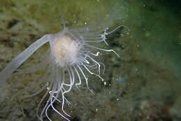 Image of fairy palm hydroid