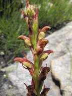 Image of Disa reticulata Bolus