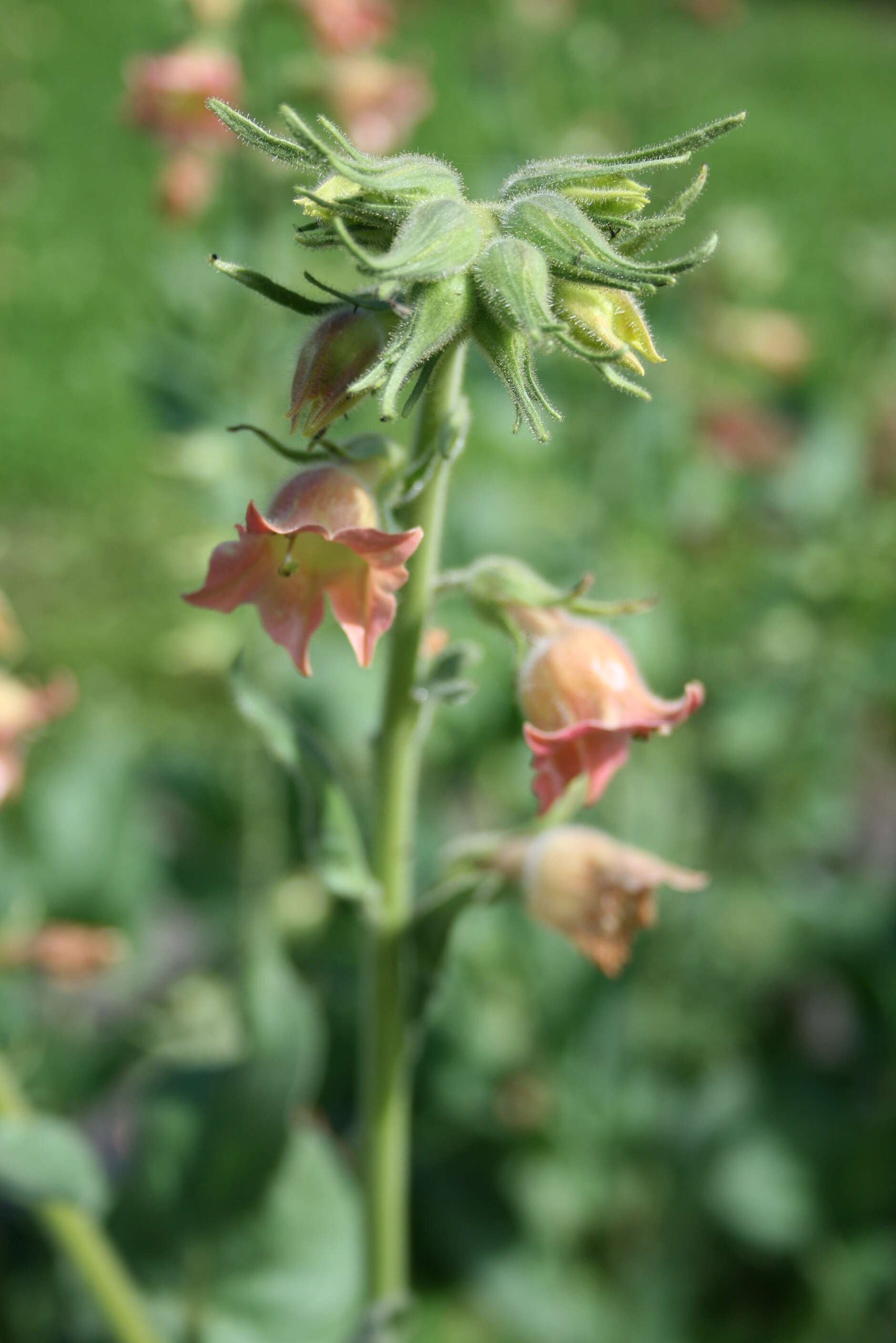 Image of tobacco