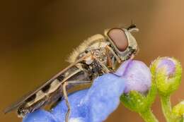 Platycheirus ambiguum (Fallén 1817) resmi