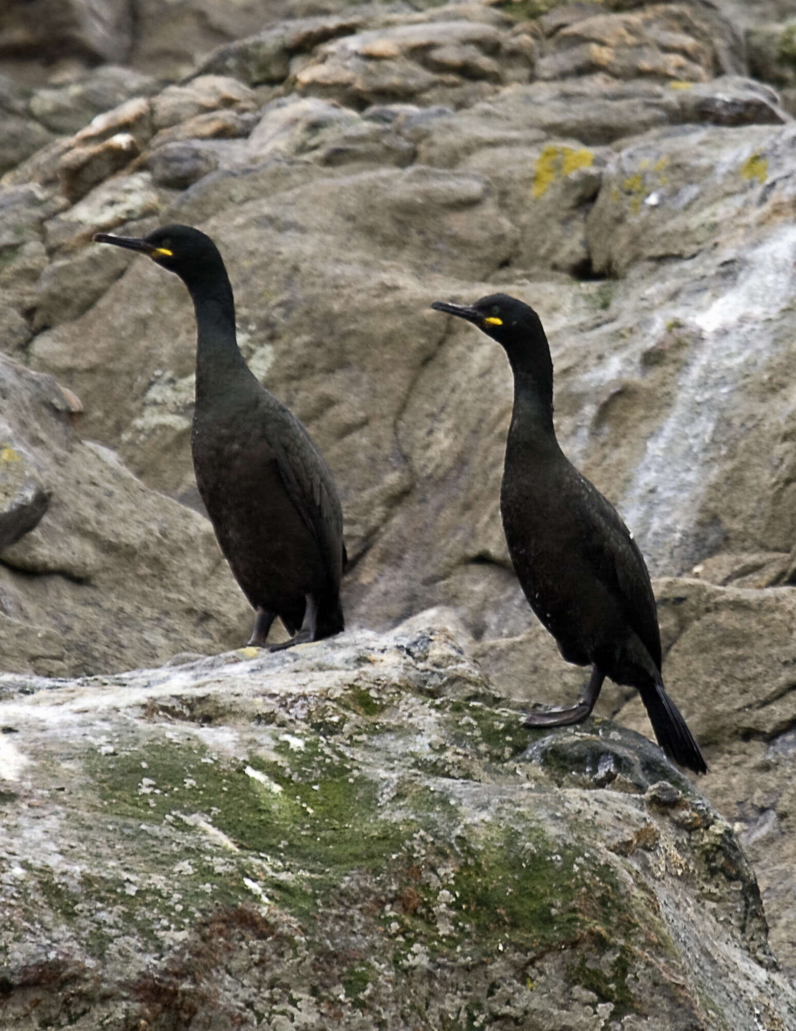 Image of European Shag