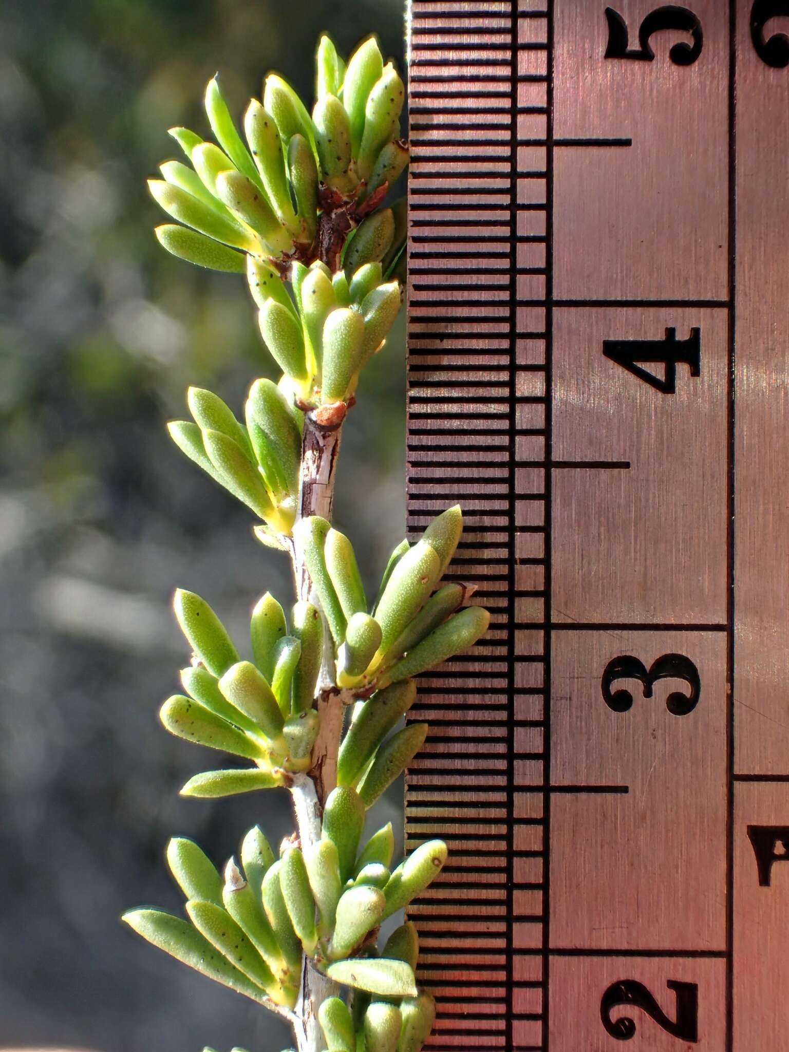 Imagem de Adenostoma fasciculatum var. obtusifolium S. Wats.