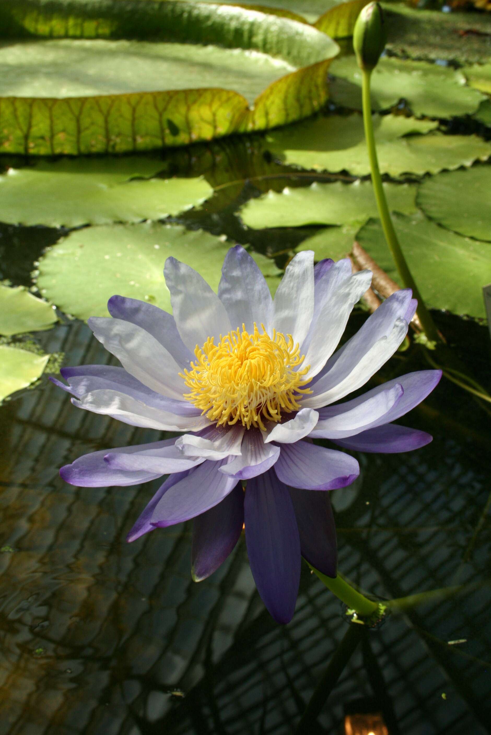 Image of Australian water-lily