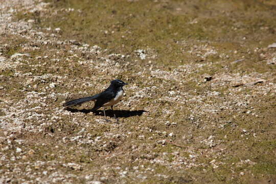 Image of Willie Wagtail