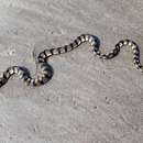 Image of Yellow Sea Snake