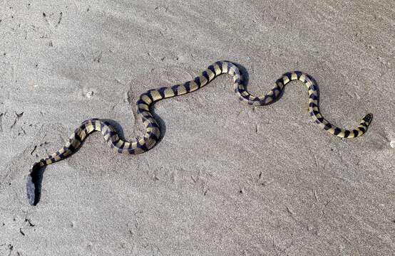 Image of Yellow Sea Snake