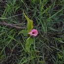 Image of pink arum lily