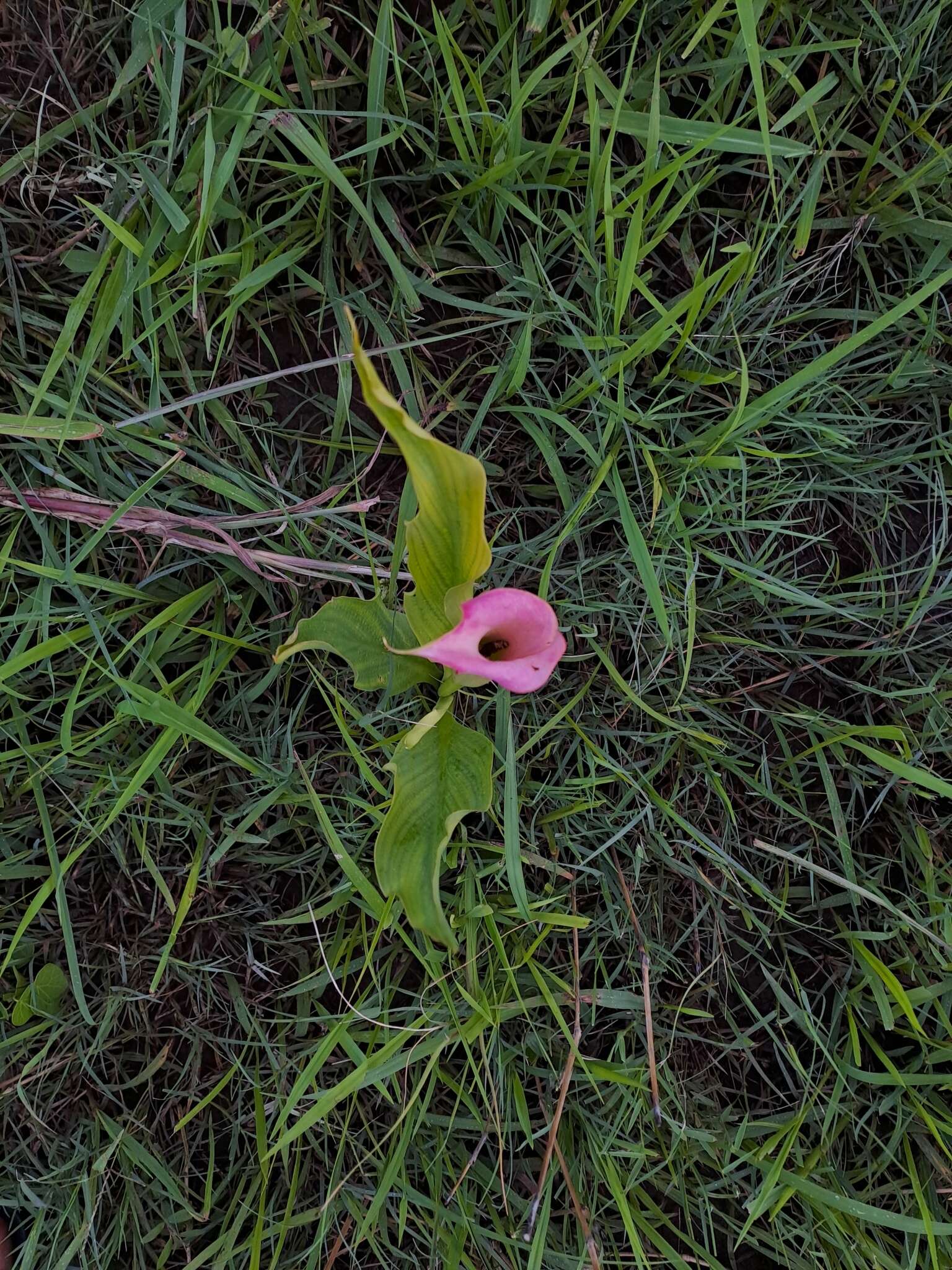 Image of pink arum lily