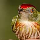 Image of Striolated Manakin