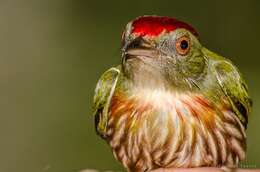 Image of Striolated Manakin