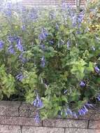 Salvia coerulea Benth. resmi