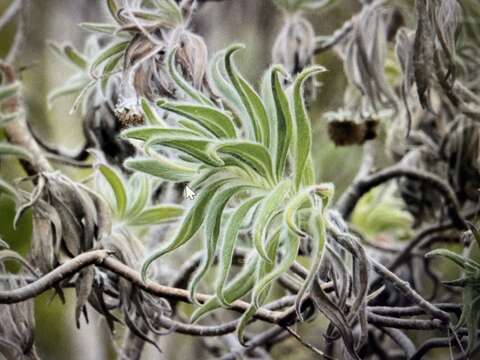 Image of Daisy tree