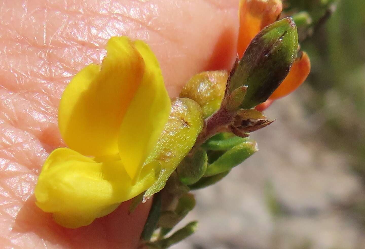 Image of <i>Wiborgiella sessilifolia</i>