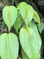 Imagem de Pleurothallis truncata Lindl.