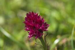 Image of Gymnadenia rhellicani (Teppner & E. Klein) Teppner & E. Klein