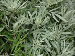 Слика од Artemisia argentea L'Hér.