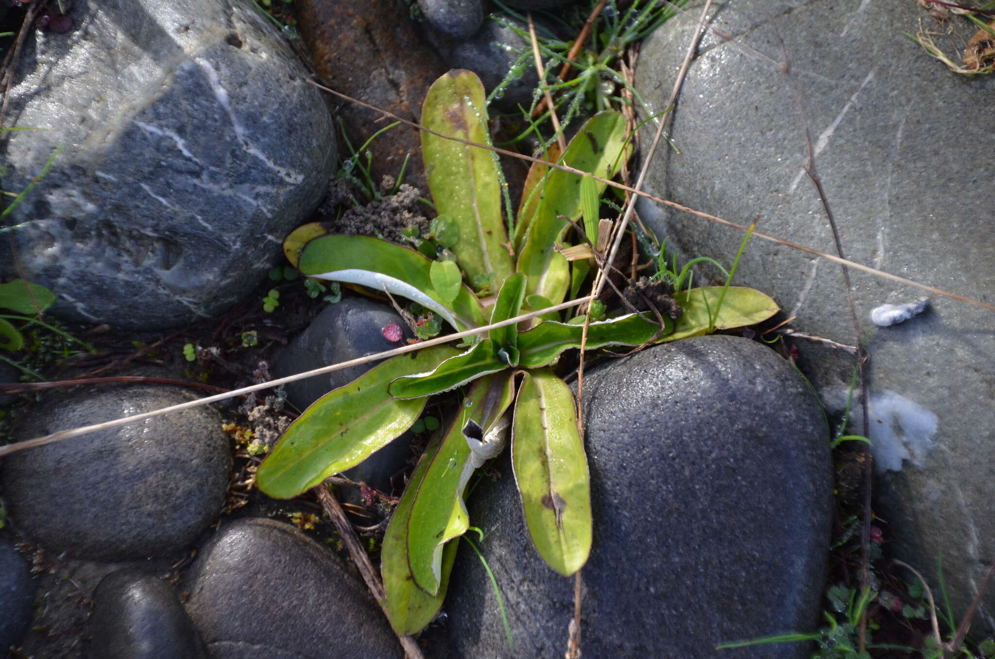 Imagem de Gamochaeta purpurea (L.) Cabrera