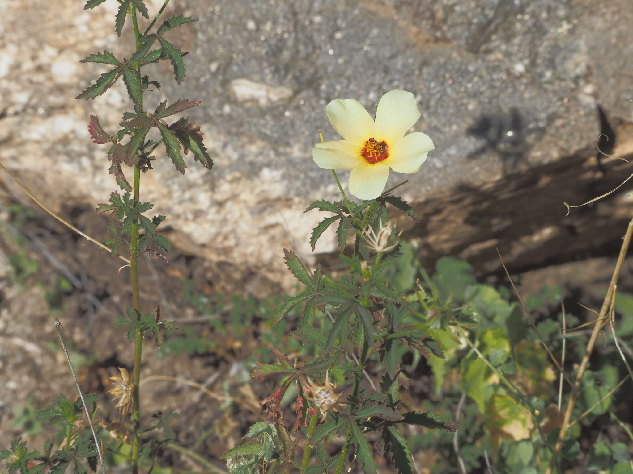 Image of Arizona rosemallow