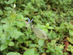 Imagem de Sieruela rutidosperma (DC.) Roalson & J. C. Hall