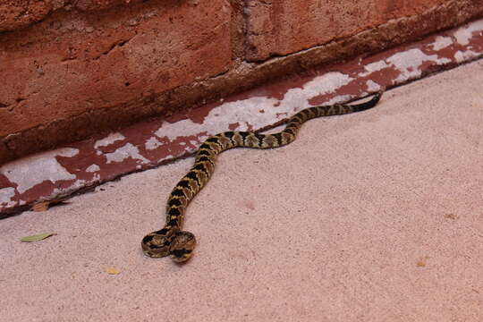 Image of Crotalus molossus molossus Baird & Girard 1853