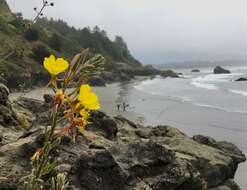 Image of Wolf's evening primrose