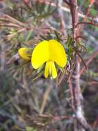 Слика од Gompholobium grandiflorum Sm.