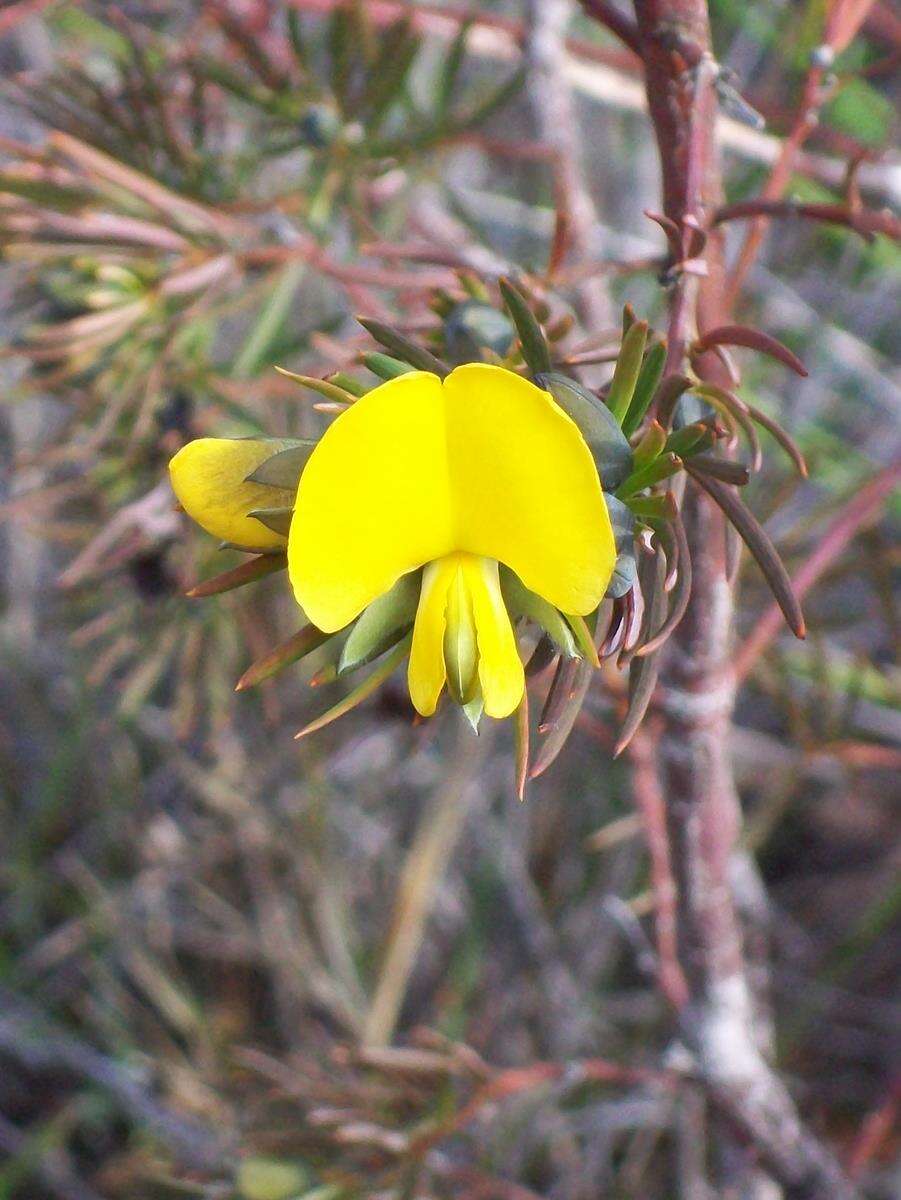 Слика од Gompholobium grandiflorum Sm.