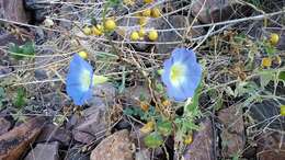 Plancia ëd Ipomoea cardiophylla A. Gray