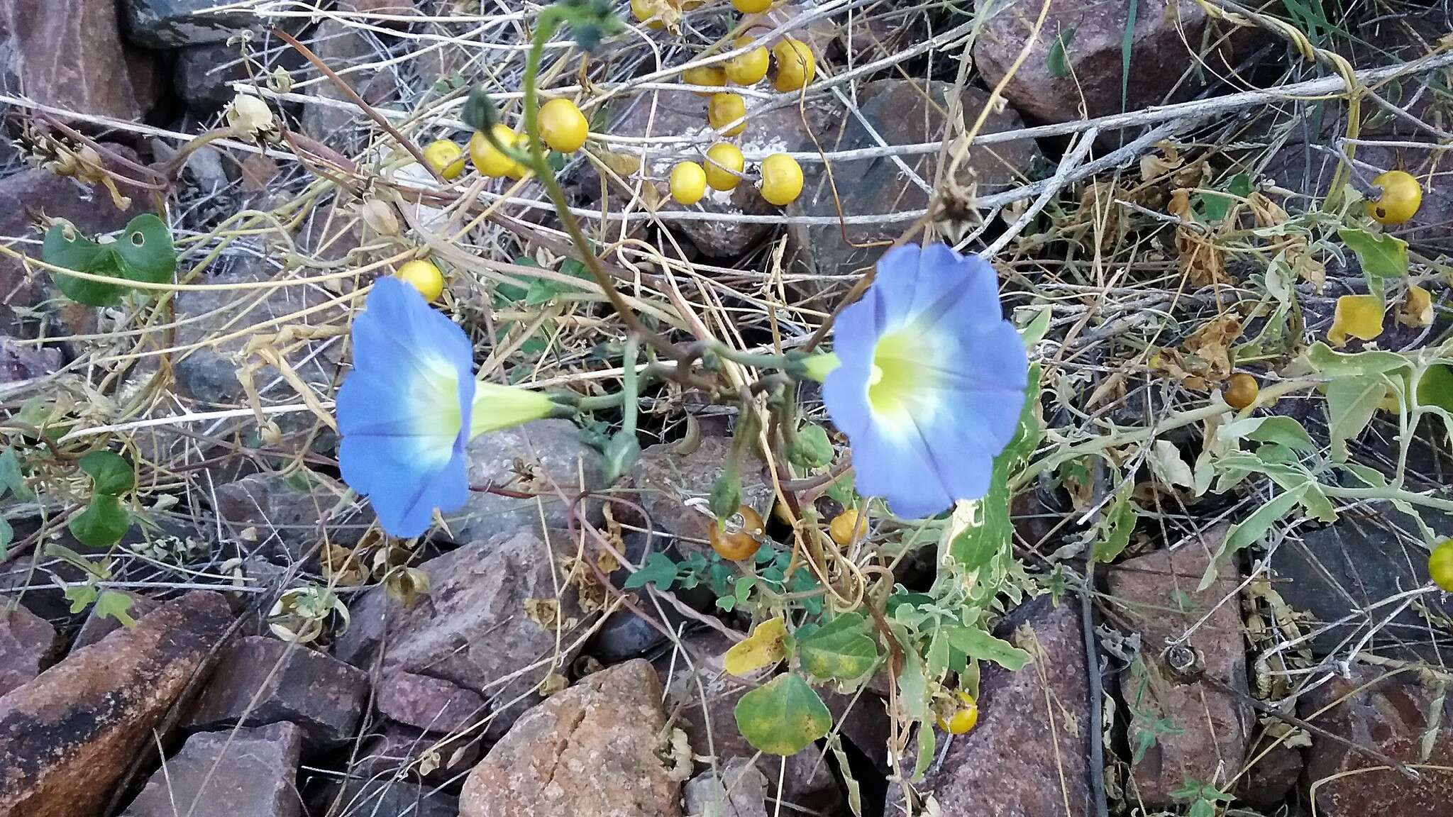 Plancia ëd Ipomoea cardiophylla A. Gray