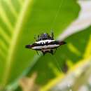 Image of Gasteracantha geminata (Fabricius 1798)