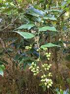 Image of Rubus lambertianus var. glandulosus Cardot