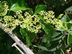 Cissus verticillata (L.) Nicolson & C. E. Jarvis resmi