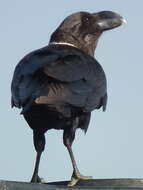 Image of White-necked Raven