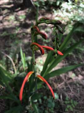 Plancia ëd Chasmanthe bicolor (Gasp.) N. E. Br.