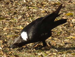 Image of White-necked Raven