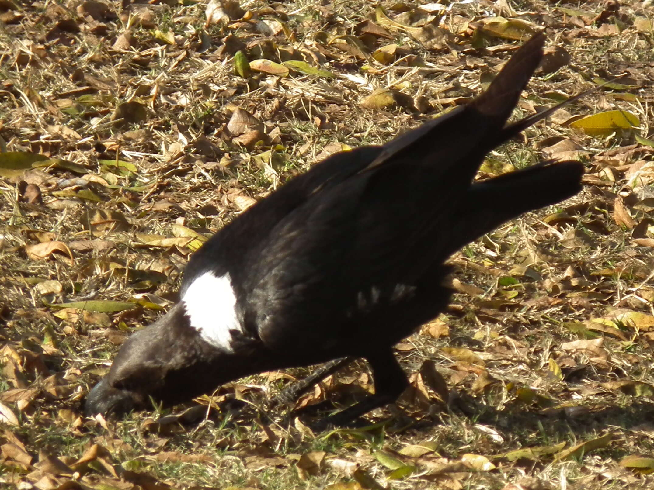 Plancia ëd Corvus albicollis Latham 1790