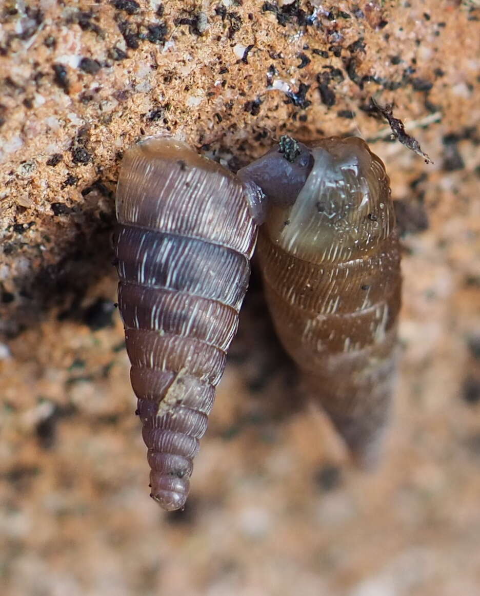 Image of Strigillaria denticulata (Olivier 1801)