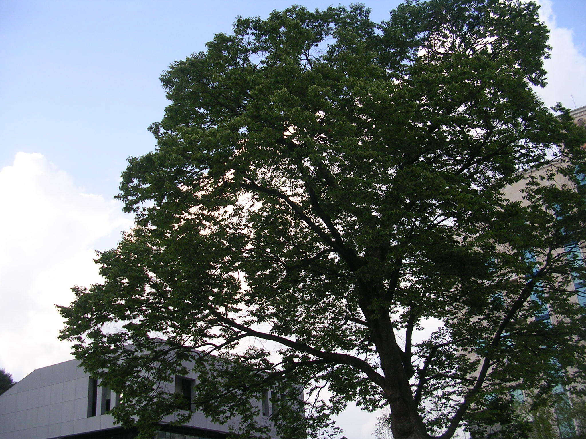 Imagem de Zelkova serrata (Thunb.) Makino