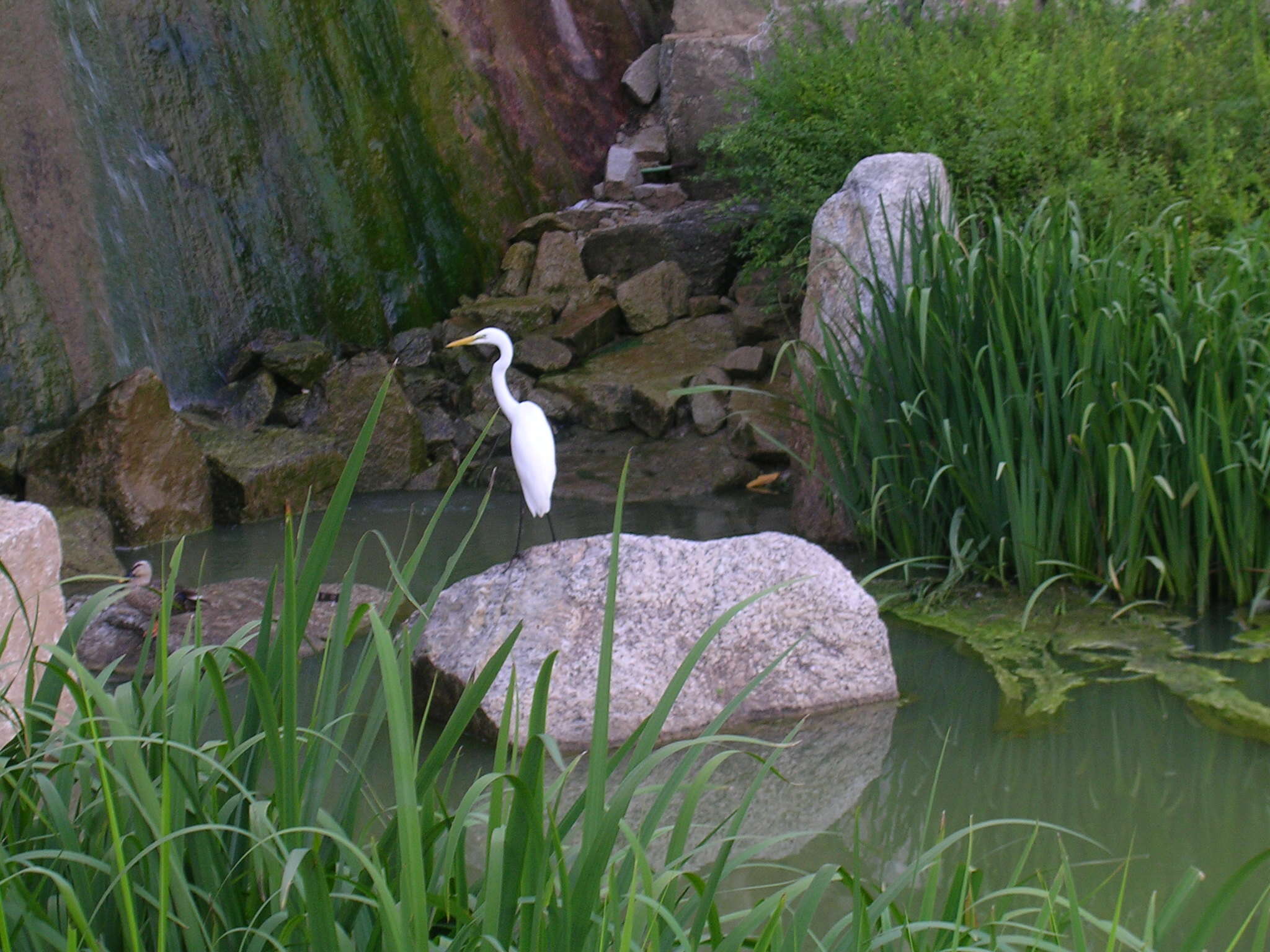 Image of Eastern great egret