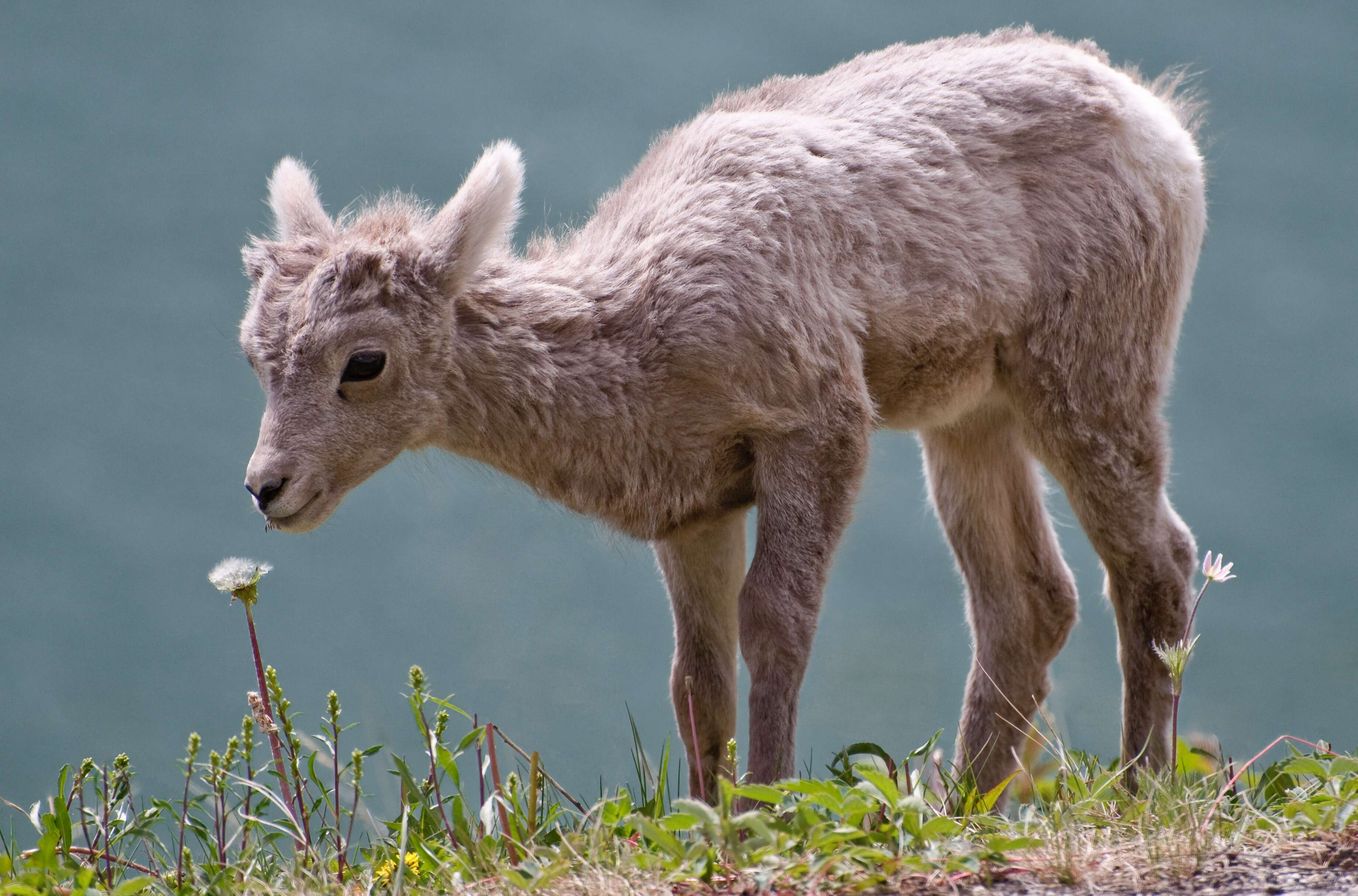 Image of bighorn sheep