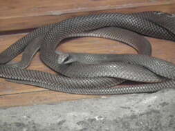 Image of Rufous beaked snake