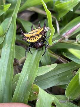 Image of Gasteracantha curvispina (Guérin 1837)