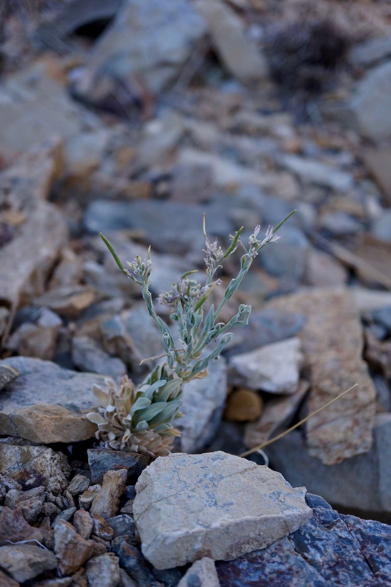 Image of Shockley's rockcress