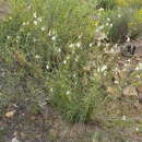 Sivun Nemesia fruticans (Thunb.) Benth. kuva