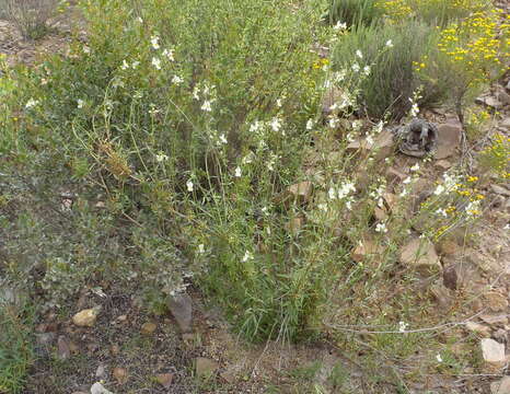 Image of Nemesia fruticans (Thunb.) Benth.